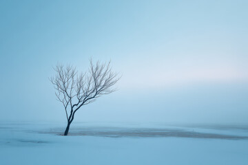 striking silhouette of solitary tree emerges from soft ethereal fog