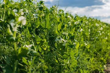 In a thriving field, green pea plants grow strong with white flowers amidst bright green foliage under a clear sky, indicating fruitful development