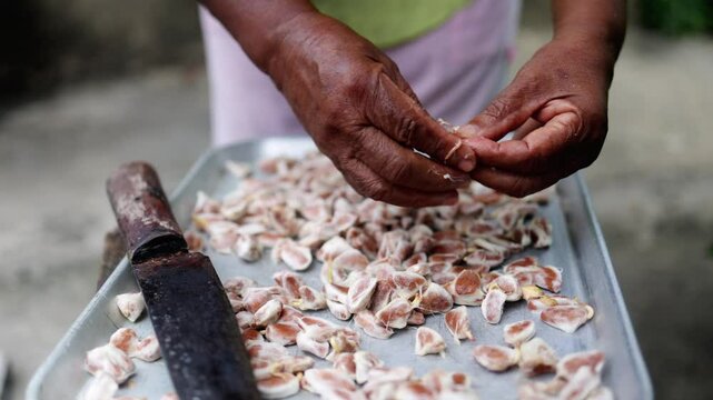 Senior hands placing cacao seeds on tray to dry &ndash; Traditional artisan process