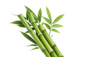 Fresh green bamboo stalks and leaves background nature wallpaper stock photo image
