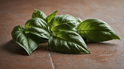 Fresh Basil Leaves on Terracotta