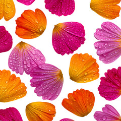 Vibrant DewKissed Petals A Stunning Floral Collection white background against transparent Background
