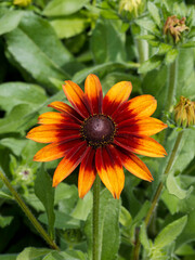 (Rudbeckia hirta 'Cappuccino') Rudbeckie aux yeux noirs ou rudbeckie hérissée à pétales jaune orangé à reflets bronze, coeur proéminent brun foncé
