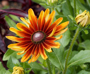 Rudbeckia hirta 'Cappuccino'.  Rudbeckie ou échinacée aux yeux noirs à splendide floraison jaune orangé teinté de bronze au sommet d'un tige robuste hérissée et poilue