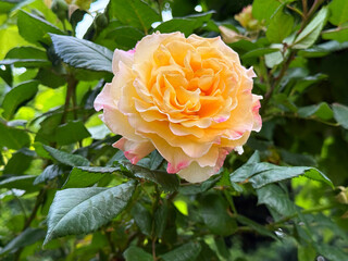Gorgeous yellow rose bloom in garden.