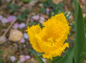 Gelbe Tulpenblüte Makro