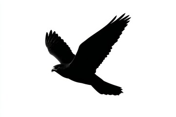 Obraz premium Dramatic soaring hawk silhouette against a stark white background captures the power and freedom of flight.