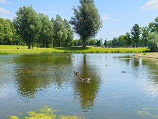 Bridge. Beautiful spring landscape trees and tall grass growing on the lake in the park. On the ...