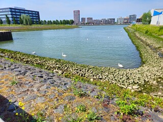 Bridge. Beautiful spring landscape trees and tall grass growing on the lake in the park. On the ...