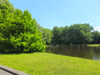 Bridge. Beautiful spring landscape trees and tall grass growing on the lake in the park. On the ...