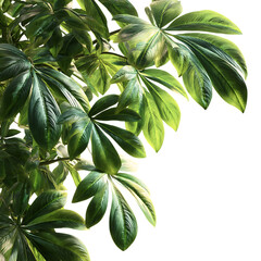 Lush Tropical Leaves Vibrant Green Foliage Background on transparent Background