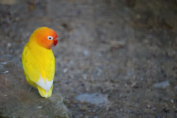 A yellow and orange bird. The bird is small and has a bright colour.