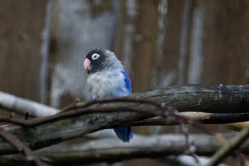 grey and blue parrot on branch