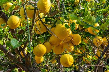 Abundant ripe lemons clustered on citrus tree with dense green foliage. Productive fruit bearing...