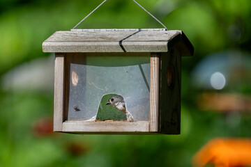 A Tufted Titmouse peeks out from inside a wooden bird feeder, its small eye bright. It is surrounded by birdseed, and the feeder hangs against a soft, green background.