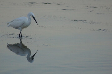 aigrette à la pêche, petite Camargue