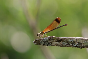 libellule
