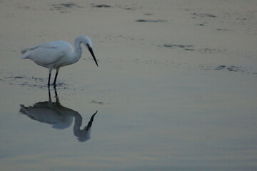 aigrette à la pêche, petite Camargue