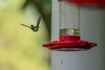 A tiny hummingbird with iridescent green feathers hovers in mid-air, its wings a blur, approaching...