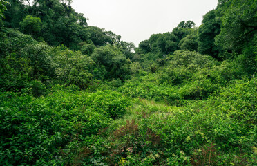 Landscape of tropical peat swamp forest. Natural carbon sink. Climate balance, biodiversity, and...