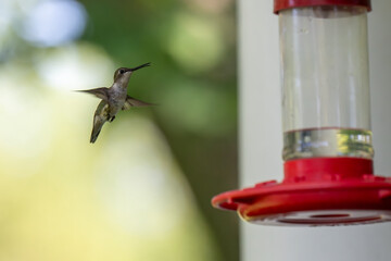 A tiny hummingbird with iridescent green feathers hovers in mid-air, its wings a blur, approaching...