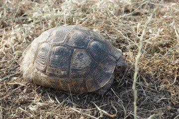 Close-up of a tortoise resting in dry grass, showcasing the texture of its shell and the surrounding earth tones. A peaceful wildlife moment perfect for nature, habitat, and animal themes.

