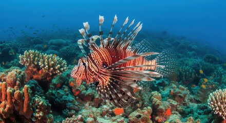 Majestic Lionfish Navigates Vibrant Coral Reef Ecosystems