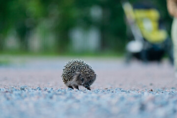 Hedgehog slowly crossing a dirt road in the forest. Connection with the wild in a natural moment.