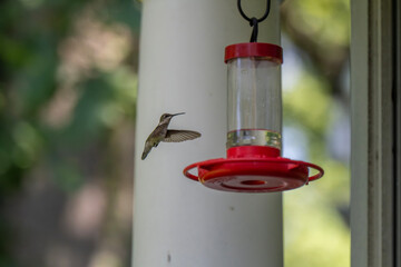 A tiny hummingbird with iridescent green feathers hovers in mid-air, its wings a blur, approaching...