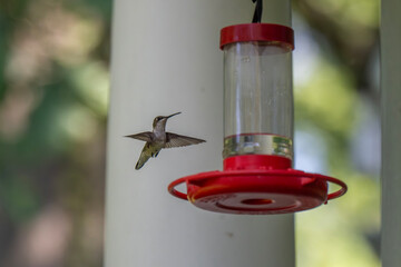 A tiny hummingbird with iridescent green feathers hovers in mid-air, its wings a blur, approaching...