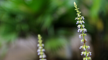 This plant is Holy Basil or Tulsi Ocimum tenuiflorum or Ocimum sanctum