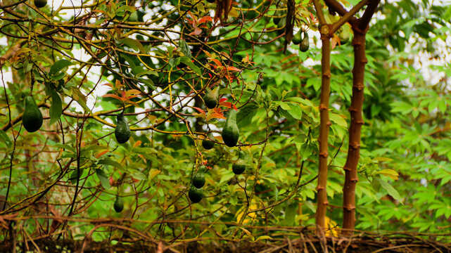 fresh avocado fruit with honey for healthy food, silce avocado moody