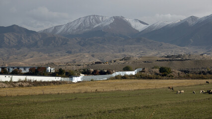 cattle walk through the wide meadow in kyrgyzstan with the tian shan mountain range background