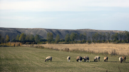 cattle walk through the wide meadow in kyrgyzstan with the tian shan mountain range background