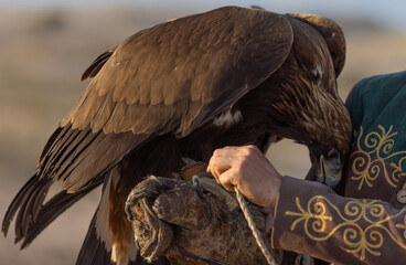 a trained golden eagle as a falconry, is holden by owner