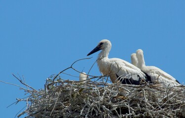 Cigognes blanches au nid (Ciconia ciconia) petite Camargue