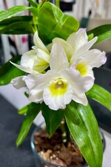 A trio of white orchid flowers, featuring a captivating yellow splash against green leaves. Pure...
