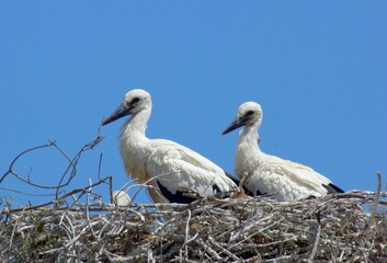Cigognes blanches au nid (Ciconia ciconia) petite Camargue