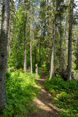 Fototapeta premium path in the forest