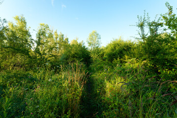Cow Island nature reserve along the Marne river in Île-de-France Region. Précy-sur-Marne village