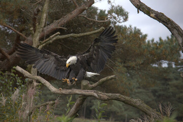 Sea eagle