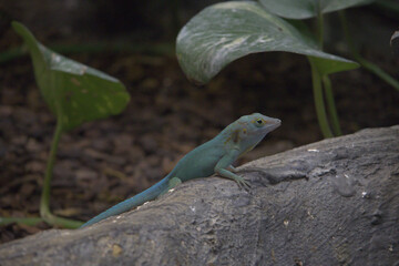 Anolis marmoratus