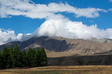 Scenic Mountain Landscape with Pine Trees