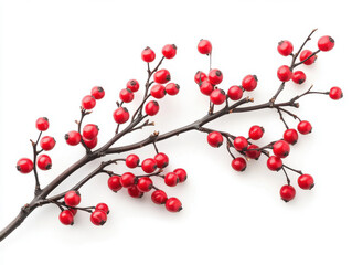 Red Berries Branch Winter Botanical Photography White Background