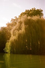 river in the forest weeping willow 