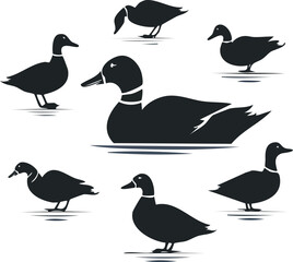 Elegant Mallard Duck Silhouette Set A Collection of Swimming and Flying Ducks in Vector Format