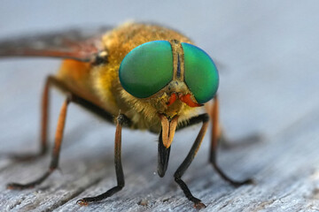 Closeup on a large gnat horse-fly, Philipomyia aprica, with vibrant green eyes