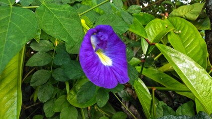 The butterfly pea flower or Asian pigeonwings is blooming