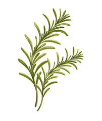 Fototapeta premium Watercolor Rosemary PNG Clipart — Herbal Cooking Element for Food Packaging, Menus & Kitchen Art