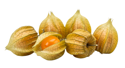 Five golden cape gooseberries with lantern husks isolated on transparent background